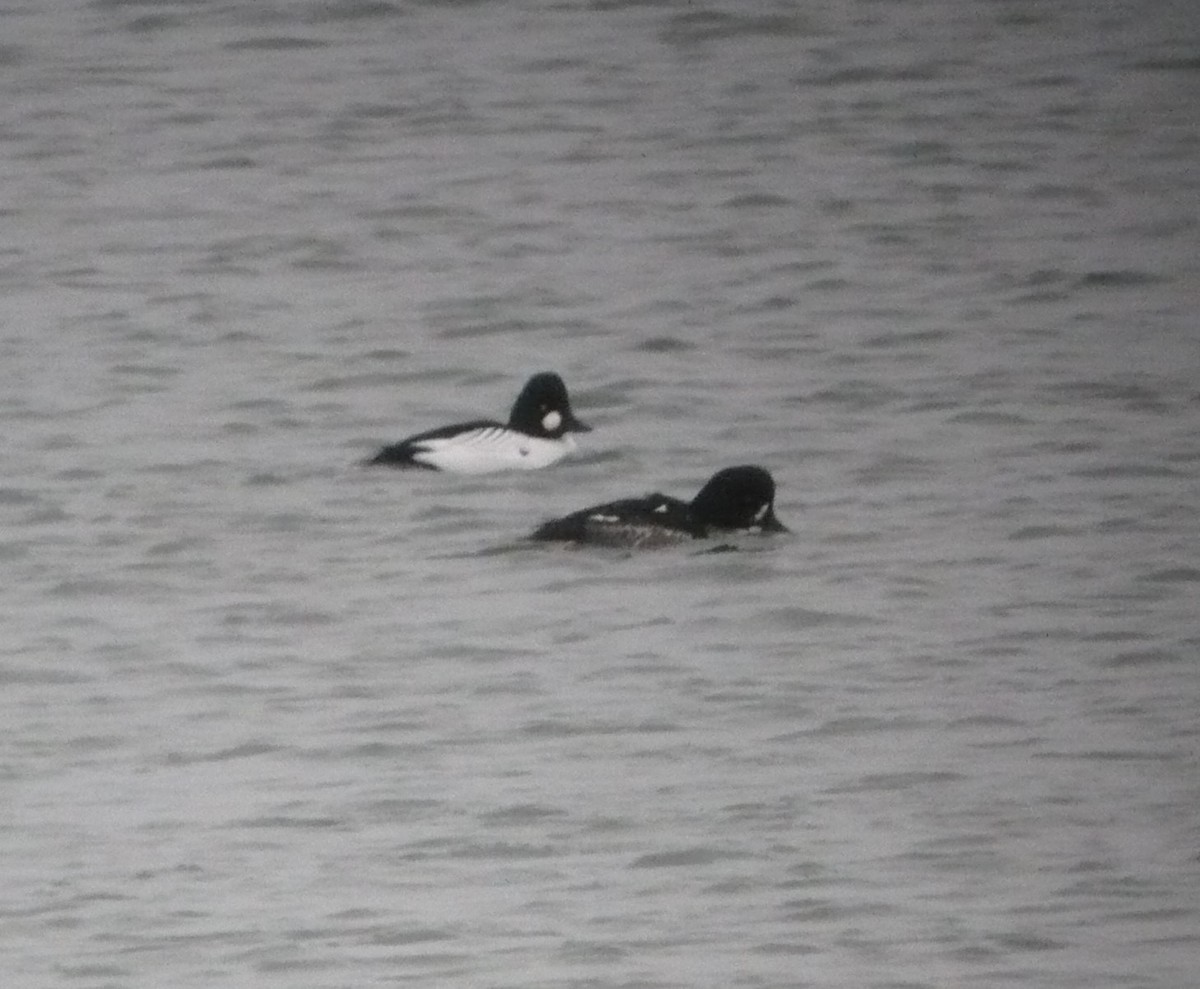 Barrow's Goldeneye - ML614364580