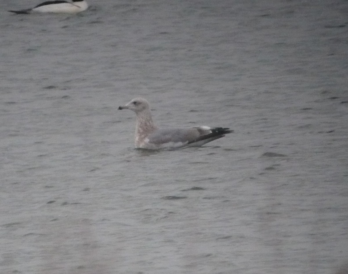 Iceland Gull (Thayer's) - ML614364614