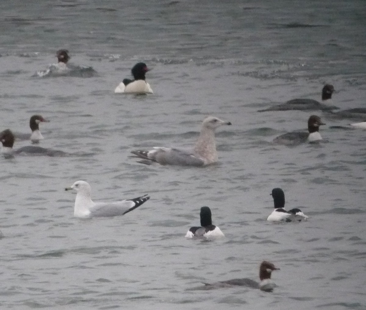 Iceland Gull (Thayer's) - ML614364631