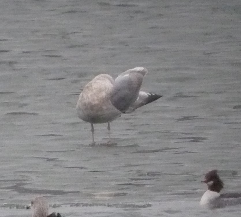 Iceland Gull (Thayer's) - ML614364690