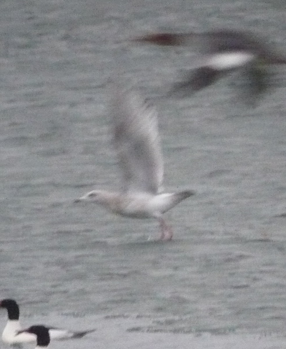 Iceland Gull (Thayer's) - ML614364700