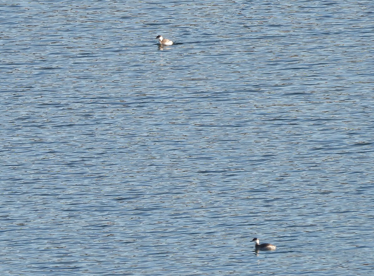 Horned Grebe - Steve Hosmer