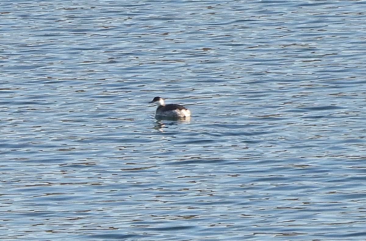 Horned Grebe - ML614364768