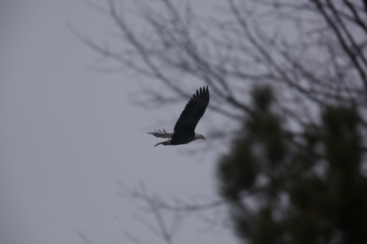 Bald Eagle - Paul Miller