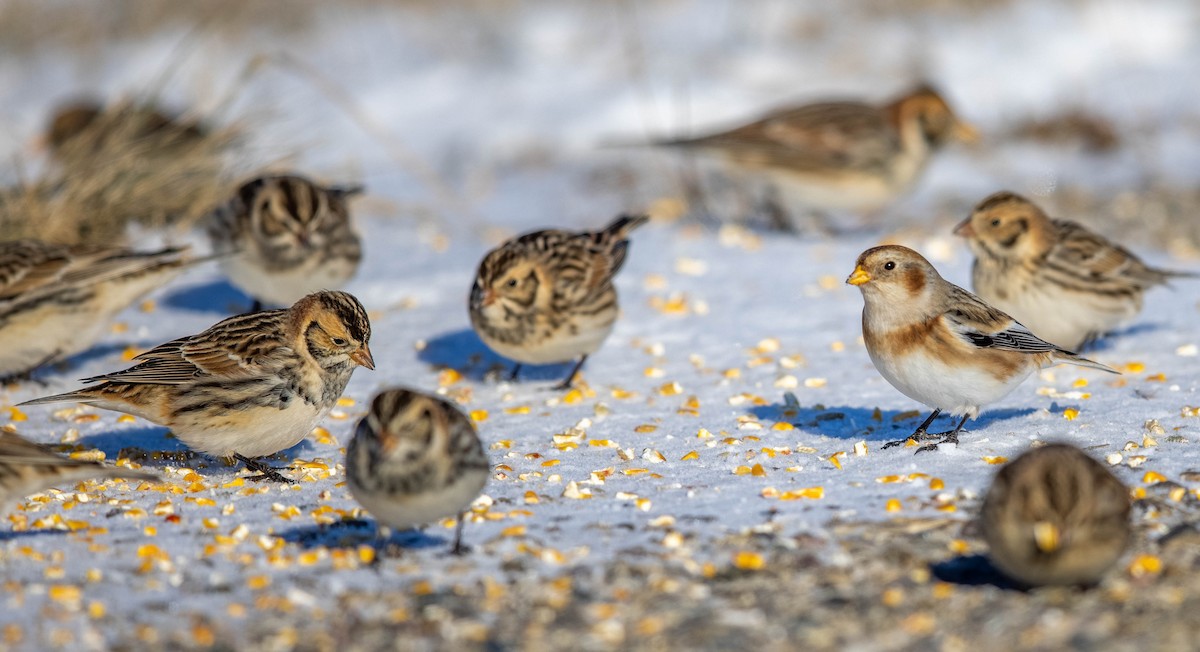 Snow Bunting - ML614364835