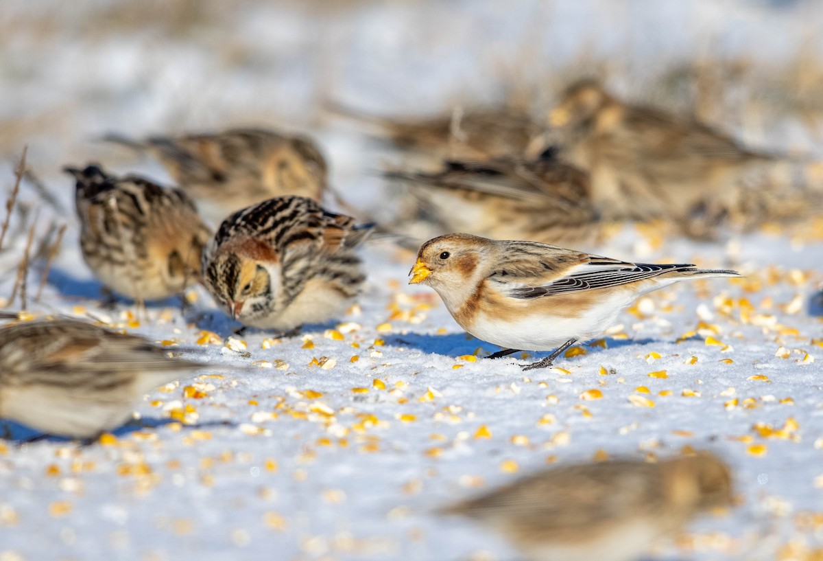 Snow Bunting - ML614364843