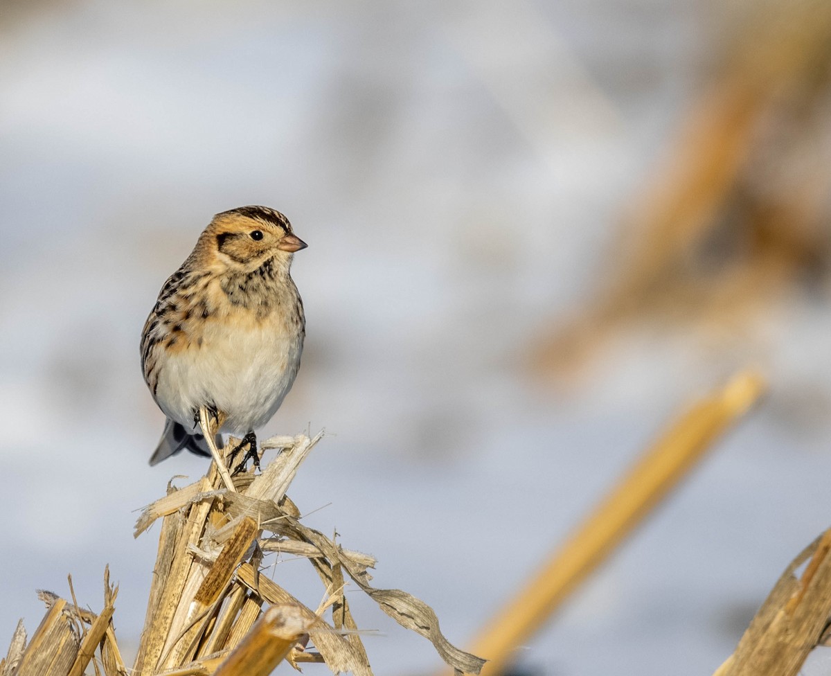 Lapland Longspur - ML614364848