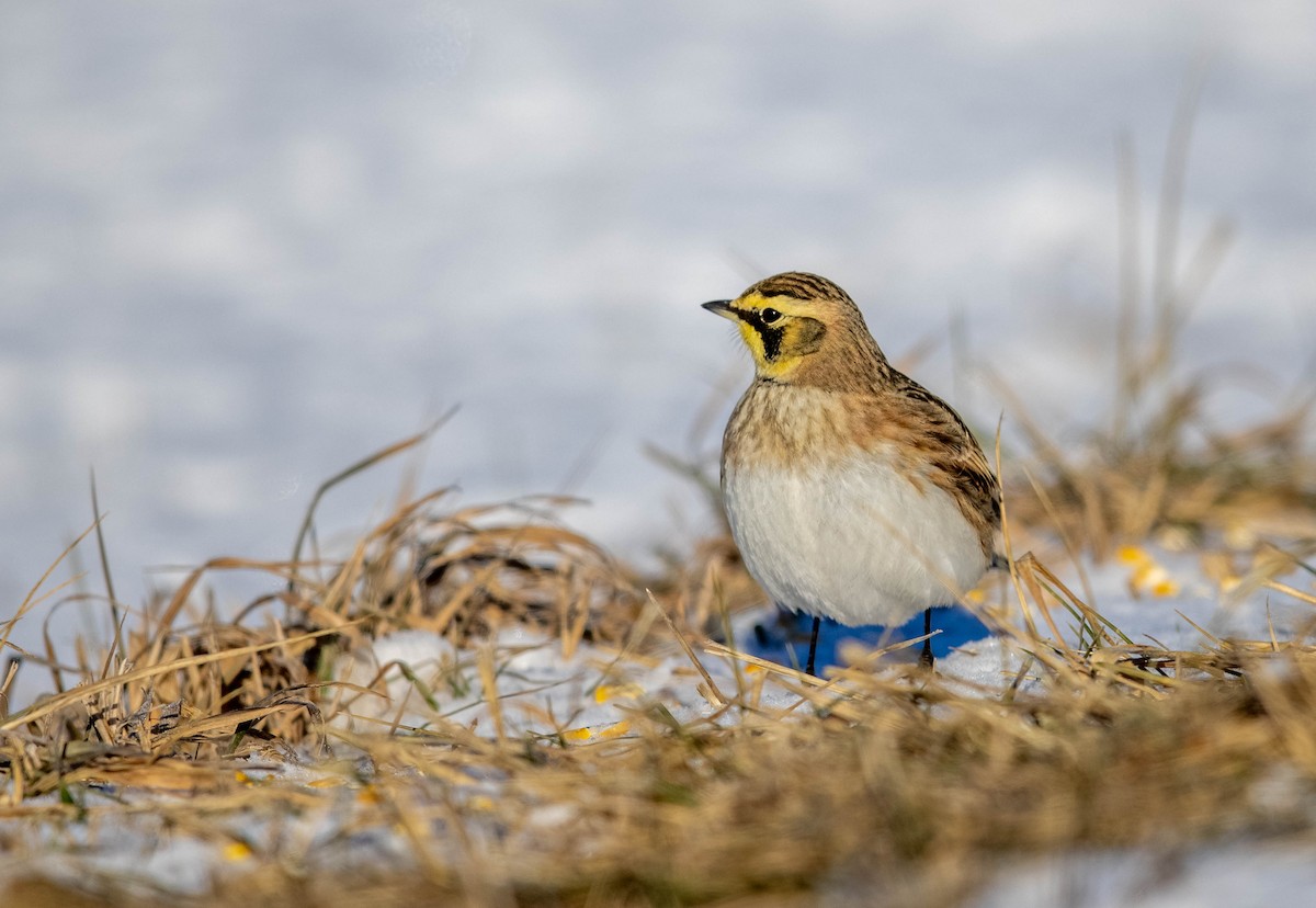 Horned Lark - ML614364852