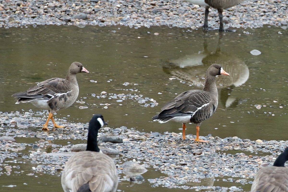 Greater White-fronted Goose - ML614364867