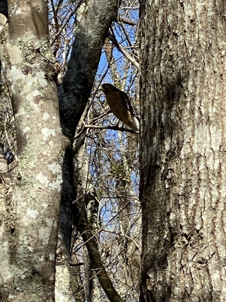 Red-shouldered Hawk - ML614364876