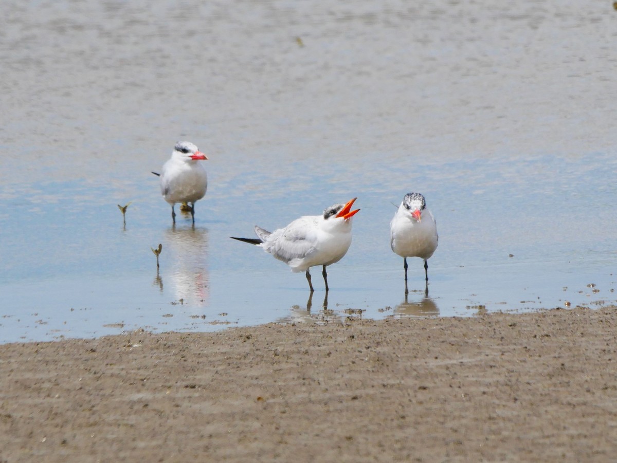 Caspian Tern - Mike Bickerdike