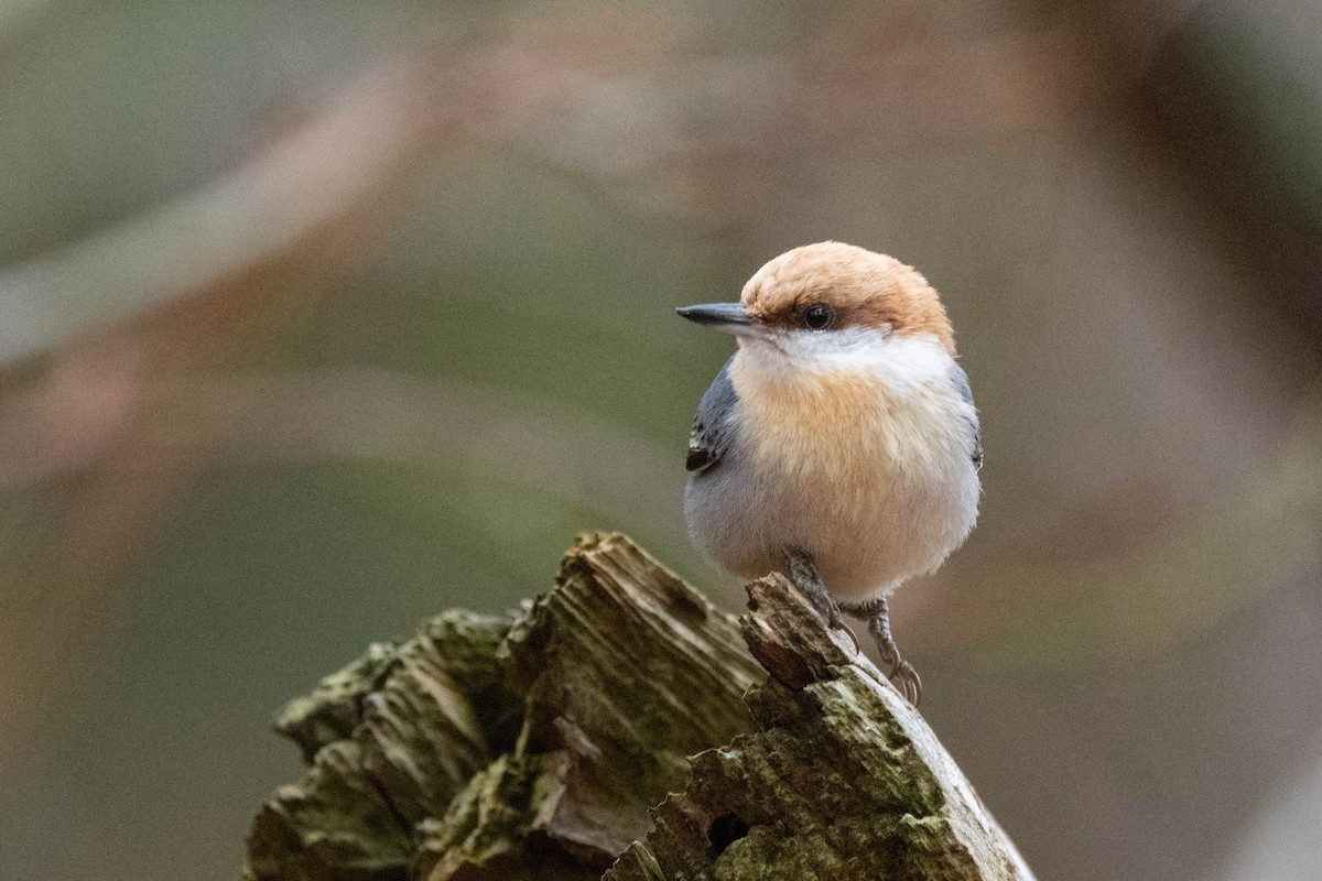 Brown-headed Nuthatch - ML614364933