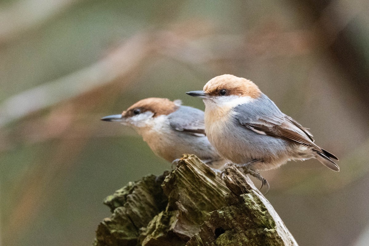 Brown-headed Nuthatch - ML614364934