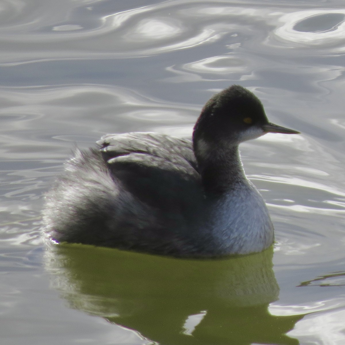 Eared Grebe - ML614365027