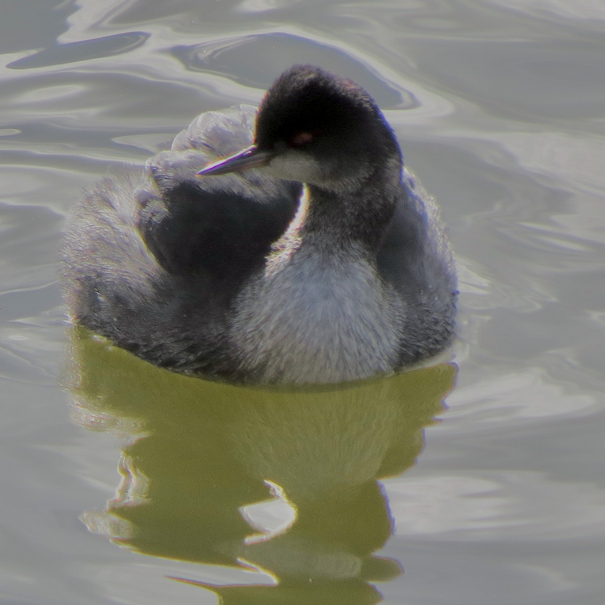 Eared Grebe - ML614365040