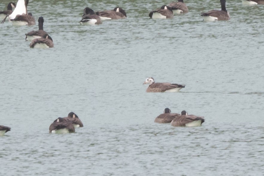 Greater White-fronted x Cackling/Canada Goose (hybrid) - ML614365053