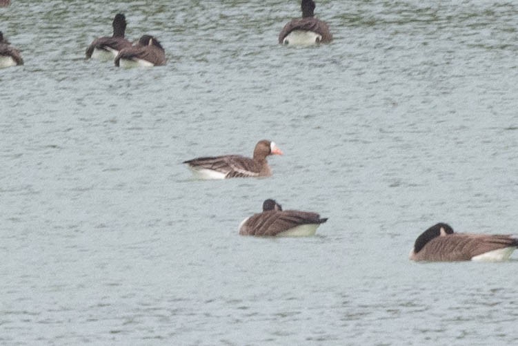 Greater White-fronted Goose - ML614365057