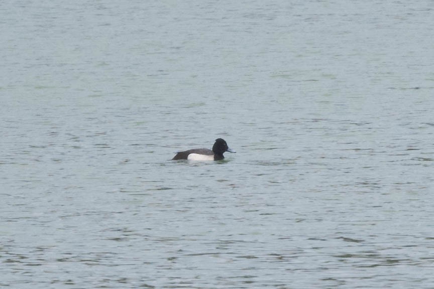 Tufted Duck x scaup sp. (hybrid) - ML614365083