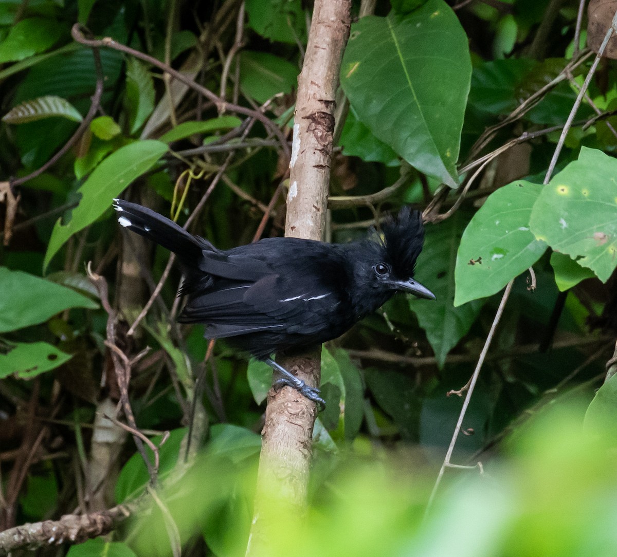 Glossy Antshrike - ML614365117