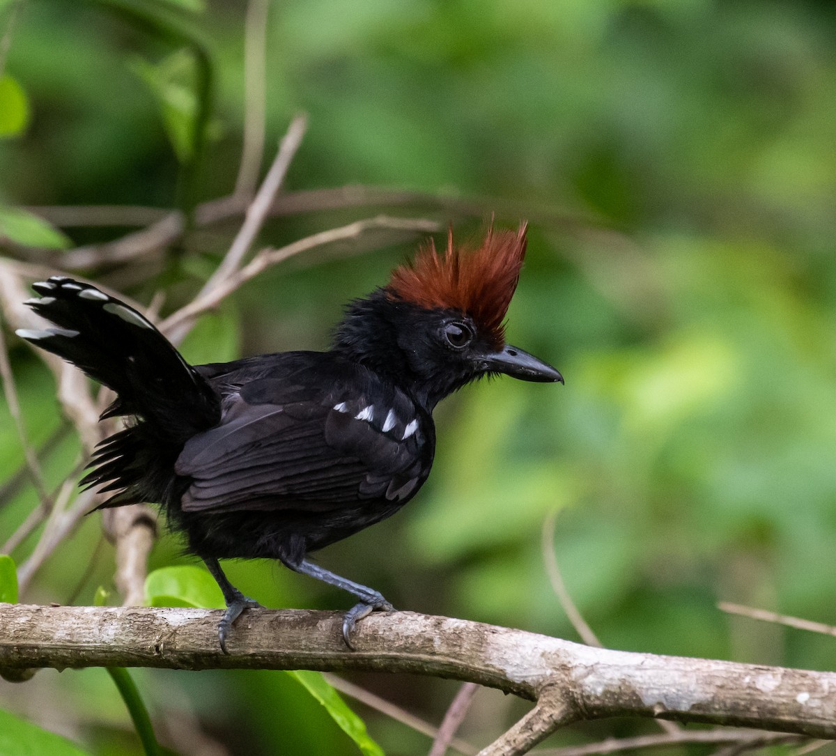 Glossy Antshrike - ML614365121