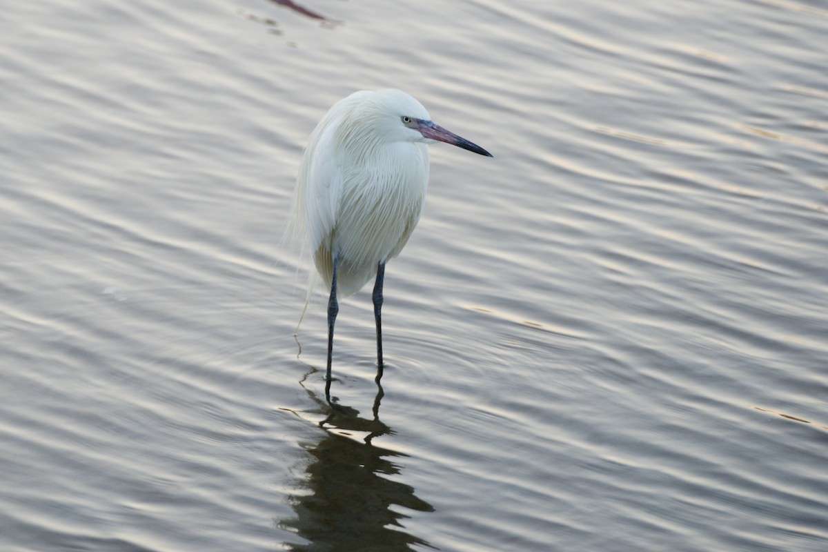 Little Blue Heron - ML614365137