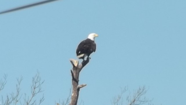 Bald Eagle - ML614365141