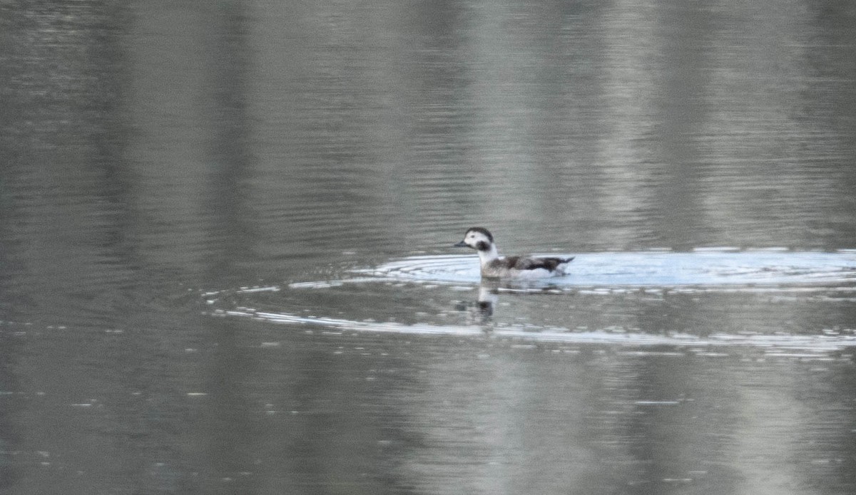 Long-tailed Duck - ML614365156