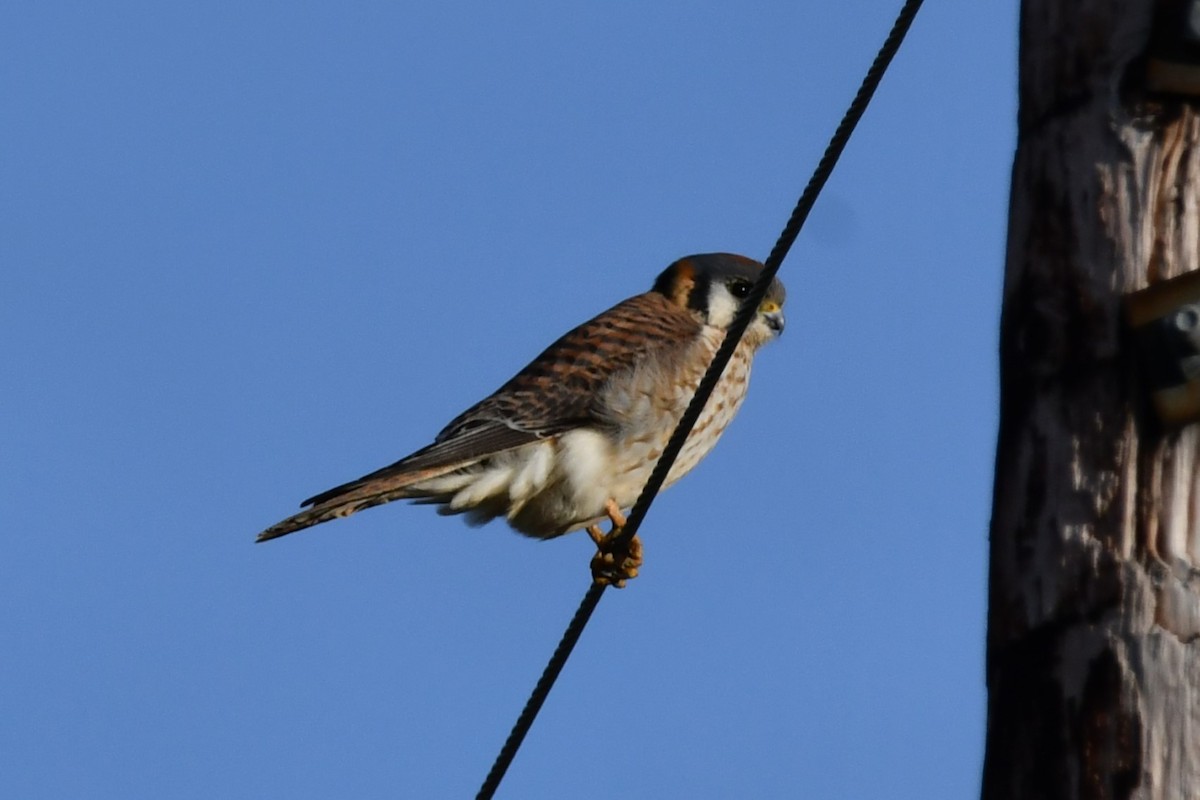 American Kestrel - ML614365224