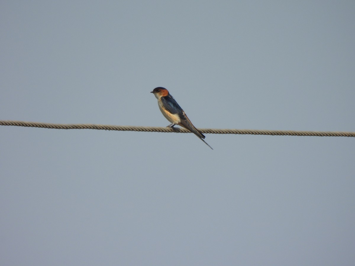 Red-rumped Swallow - ML614365245