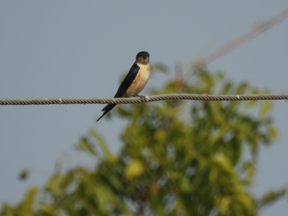 Red-rumped Swallow - ML614365250