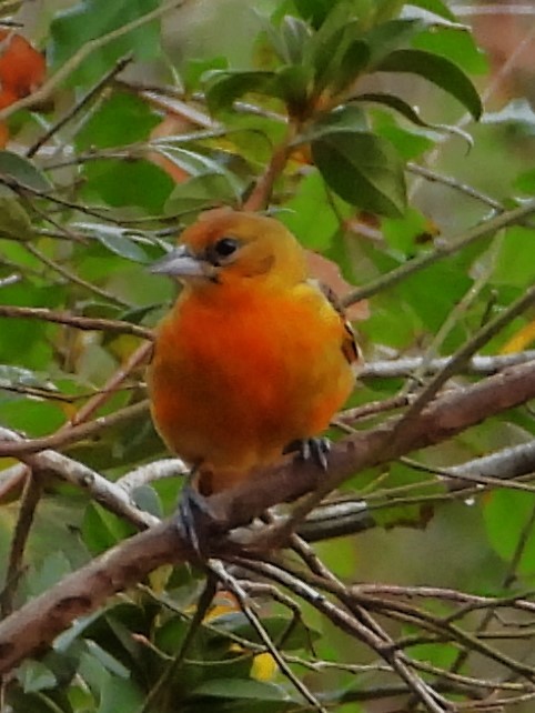 Bullock's/Baltimore Oriole - Eric Haskell