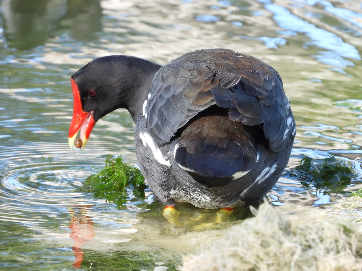 Common Gallinule - ML614365301