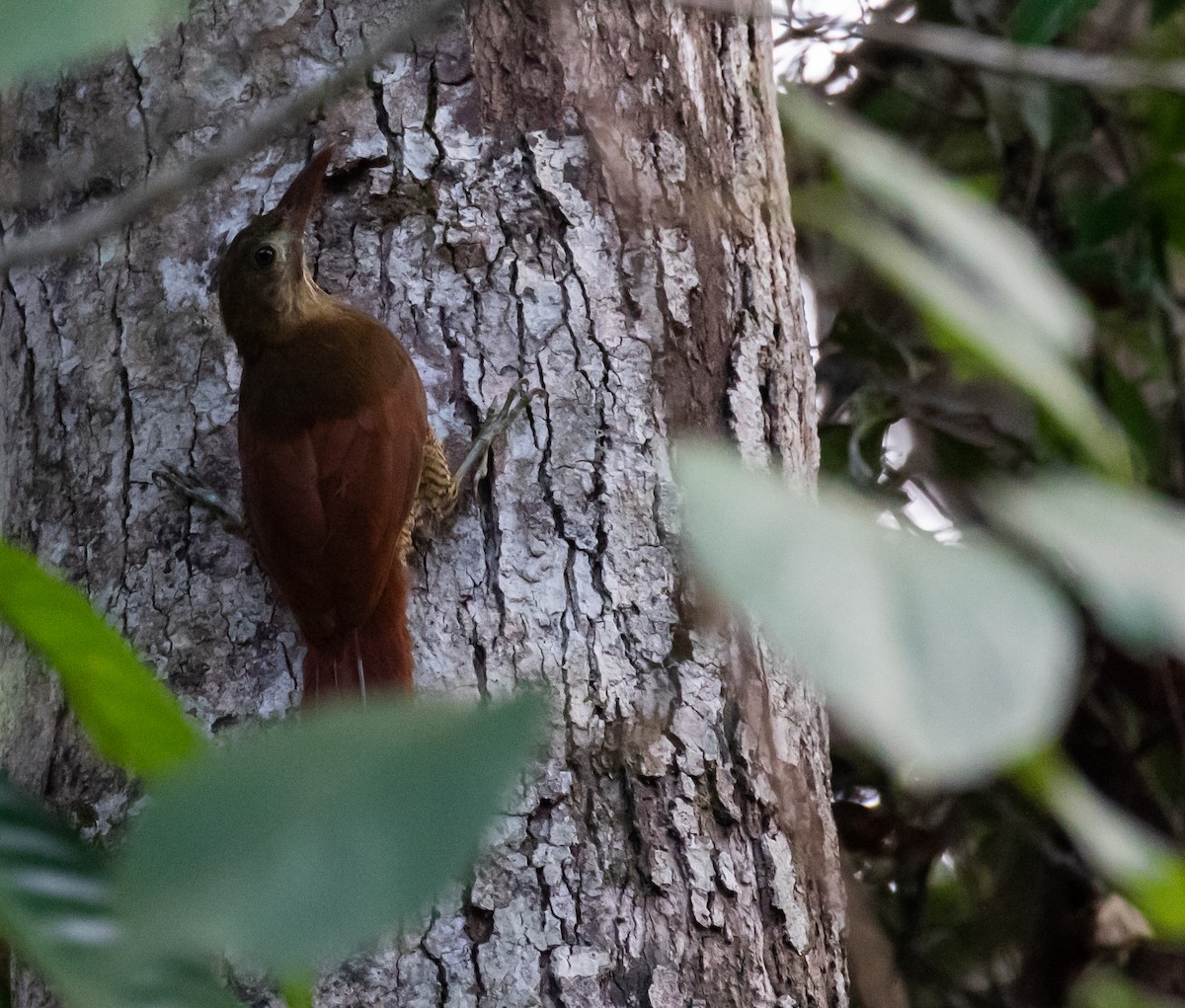 Bar-bellied Woodcreeper - ML614365356