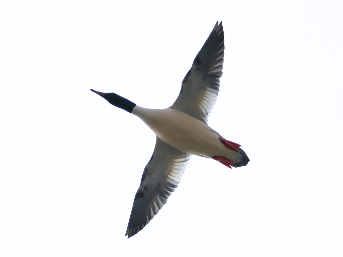 Common Merganser - ML614365365