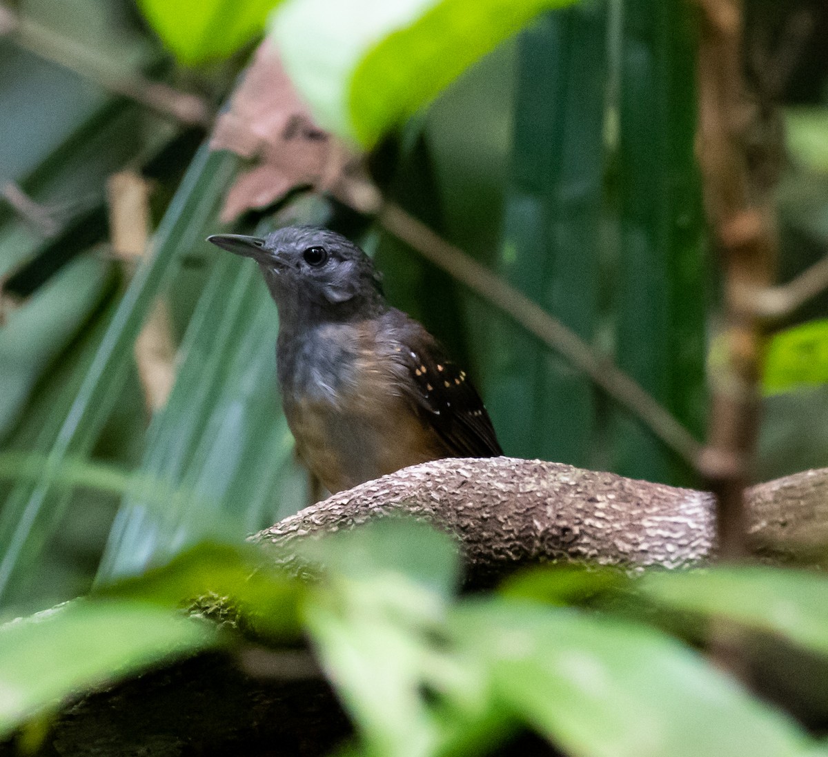 Humaita Antbird - ML614365367