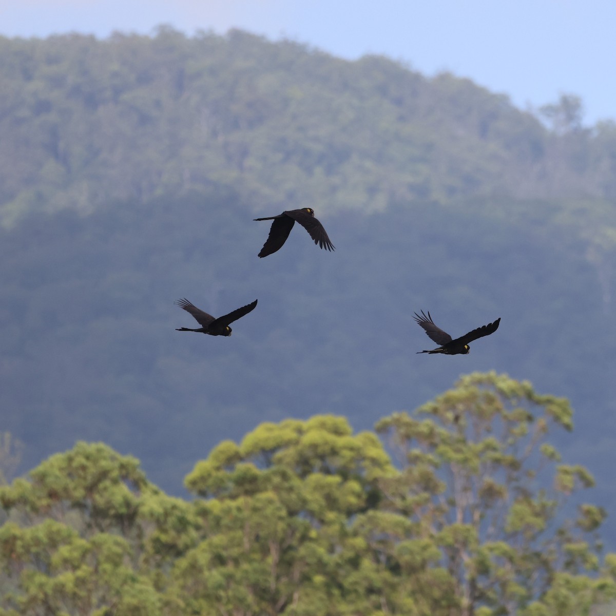 Yellow-tailed Black-Cockatoo - cindy galvin