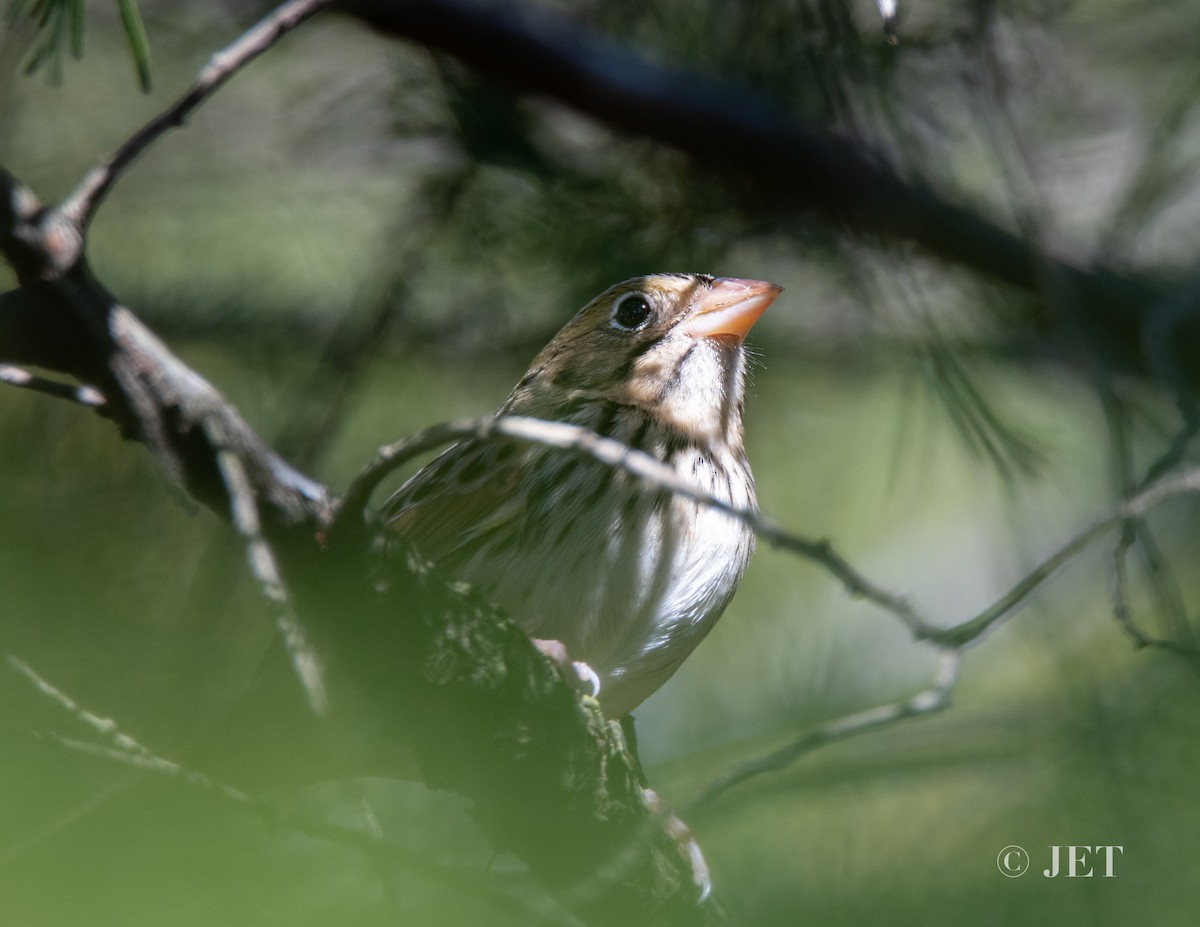 Henslow's Sparrow - ML614365448