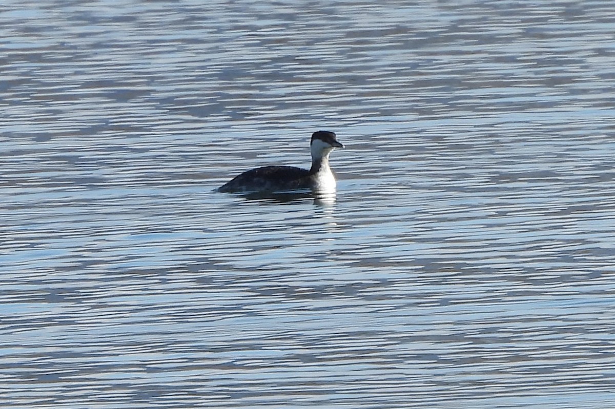 Horned Grebe - ML614365457