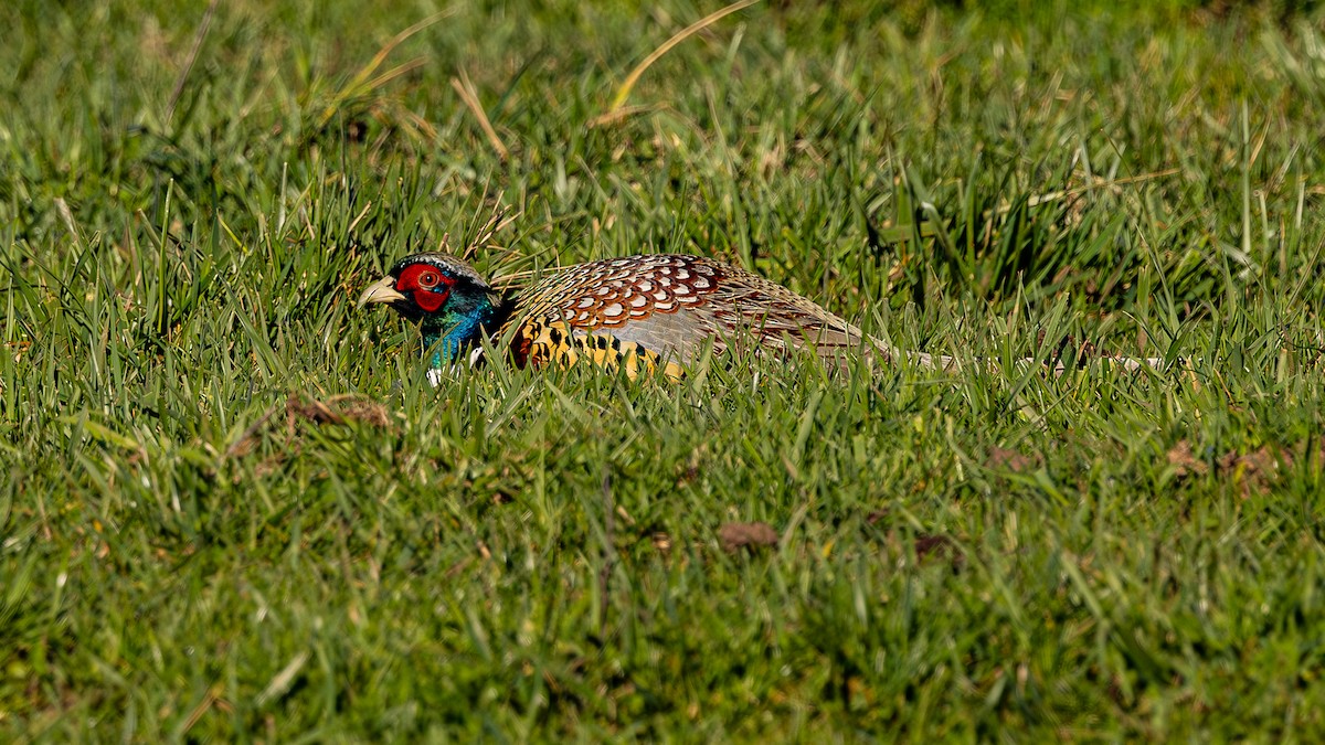 Ring-necked Pheasant - Gary Shaffer