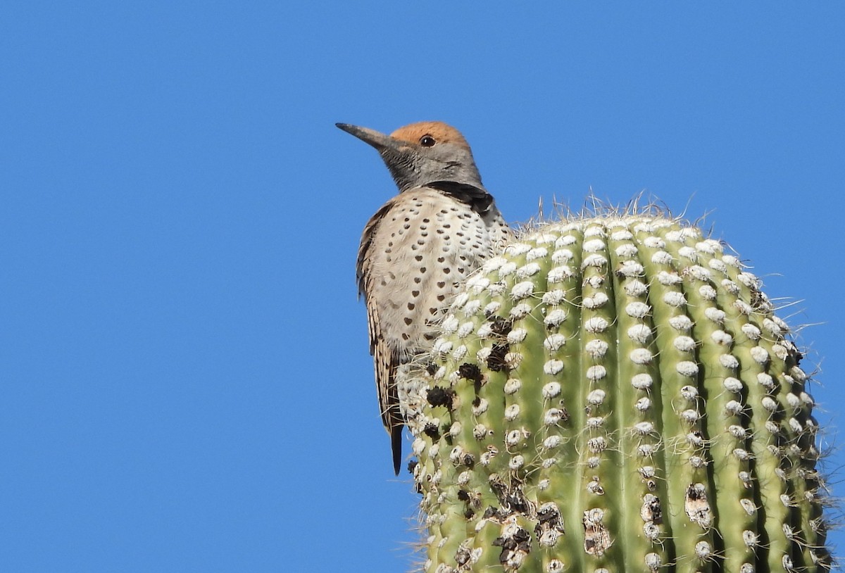 saguarospett - ML614365481