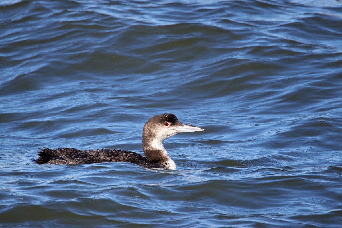 Common Loon - ML614365485