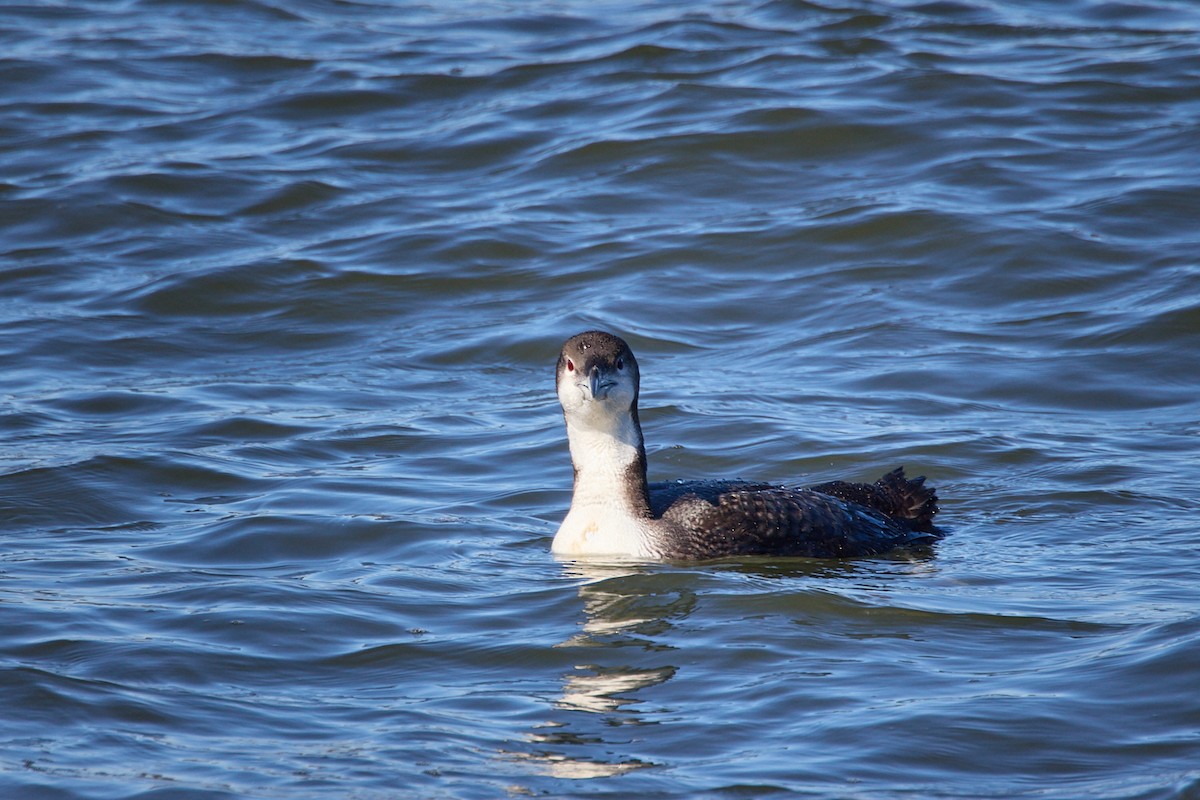 Common Loon - ML614365486