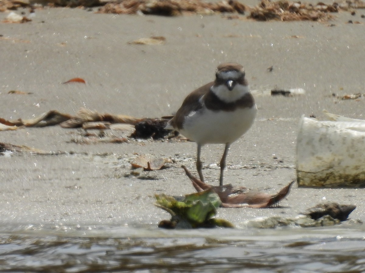 Semipalmated Plover - ML614365508