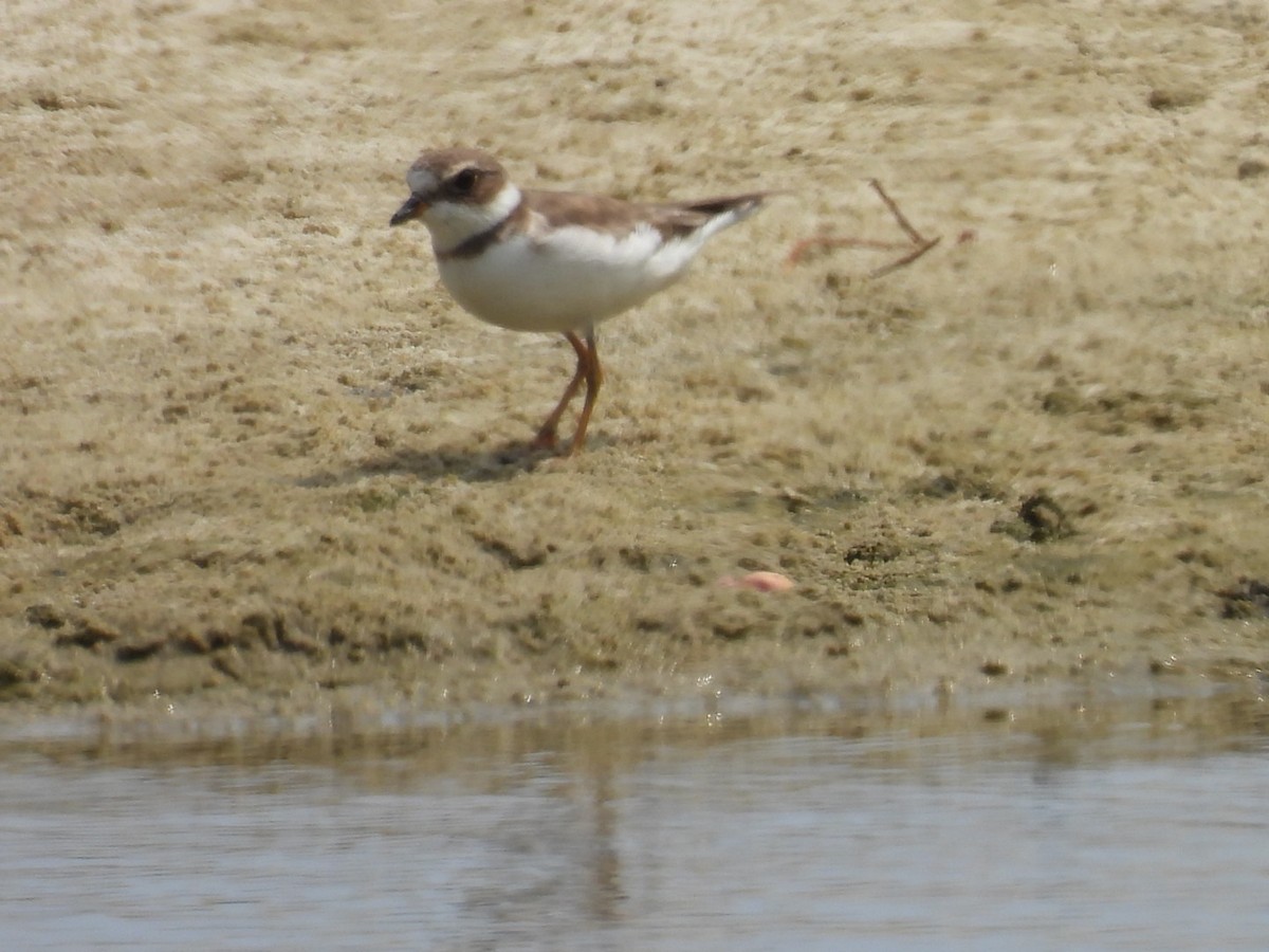 Semipalmated Plover - ML614365509