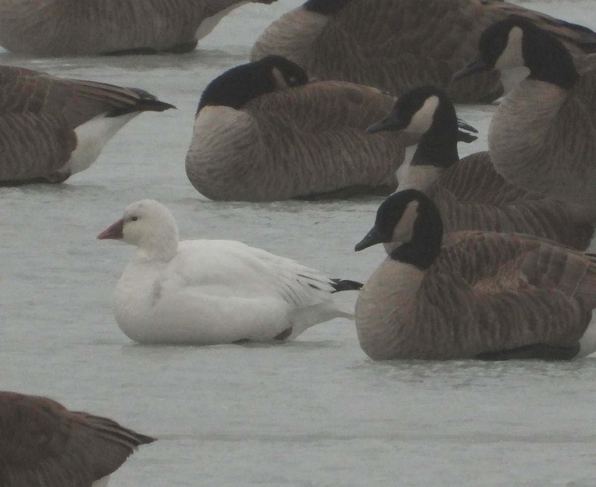 Ross's Goose - ML614365524