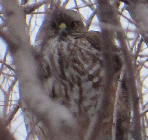 Sharp-shinned Hawk - Ian Fallas