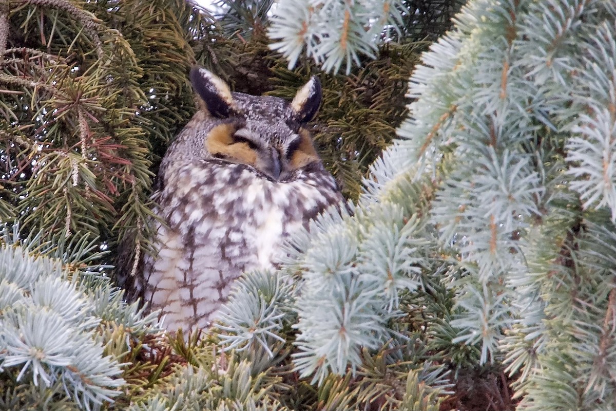 Long-eared Owl - ML614365551