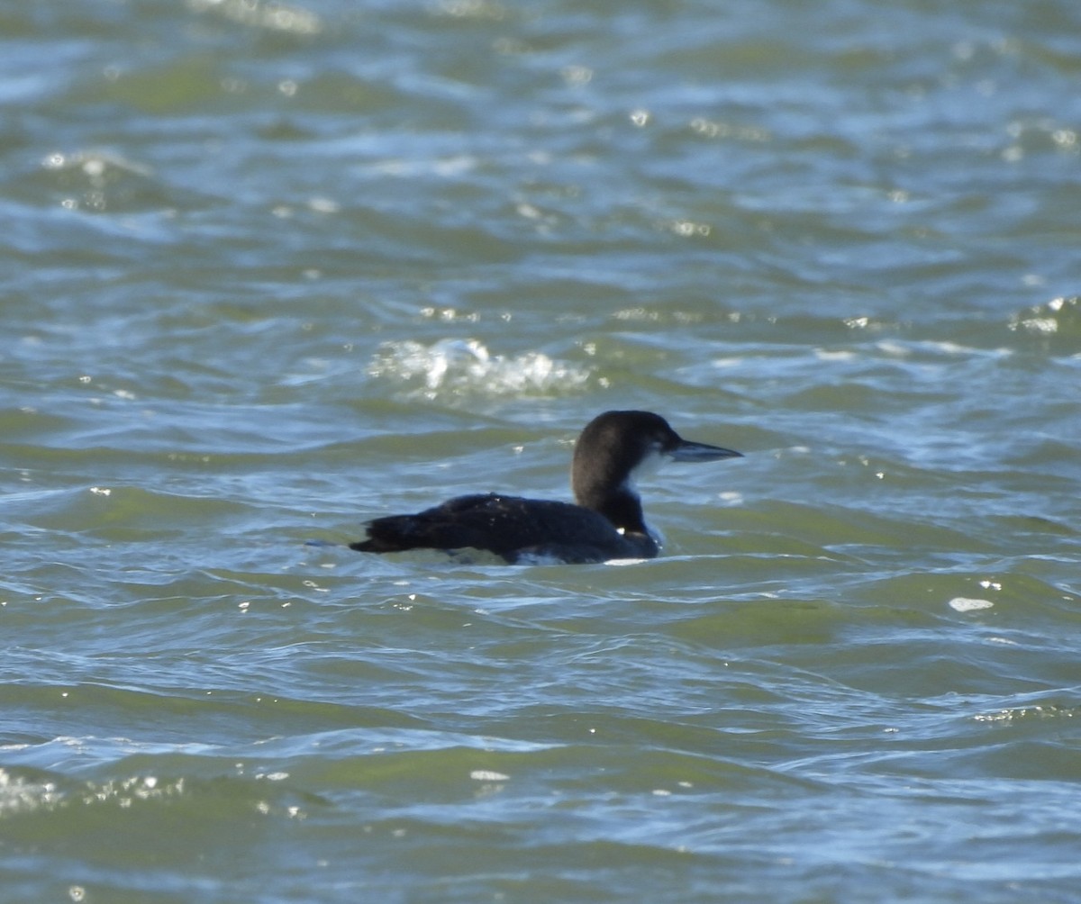 Common Loon - ML614365630