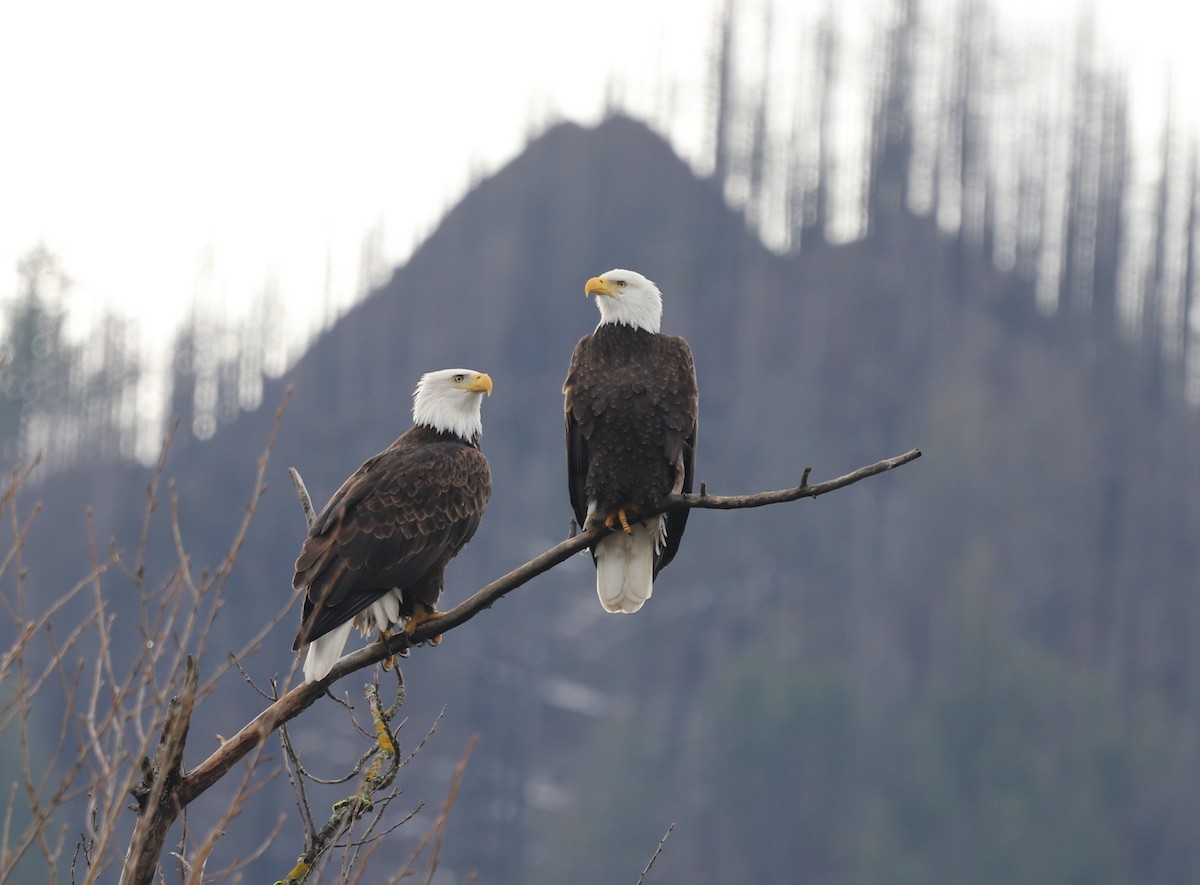 Bald Eagle - ML614365645