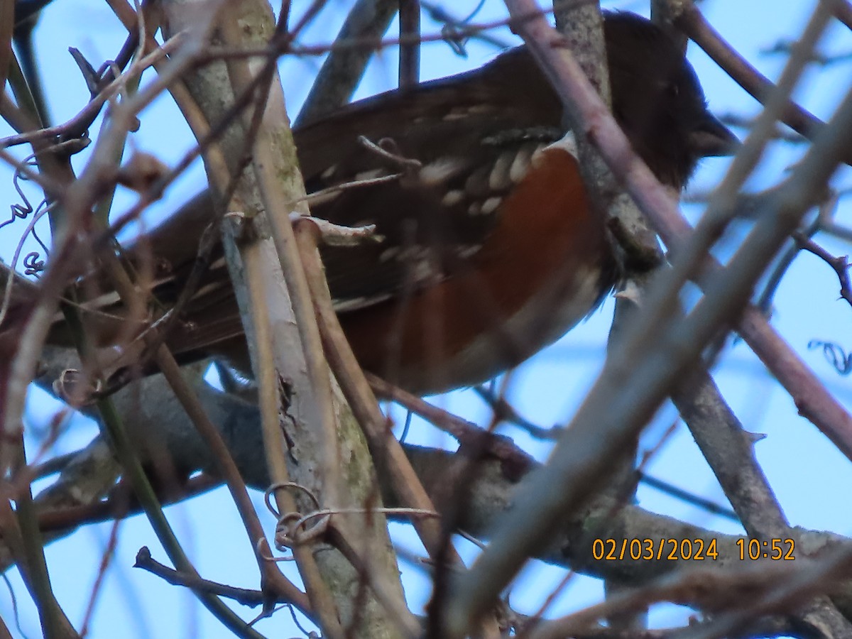 Spotted Towhee - J Berner